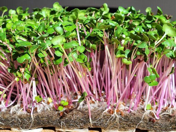 5 Recharges pour culture de micro-pousses de radis rose
