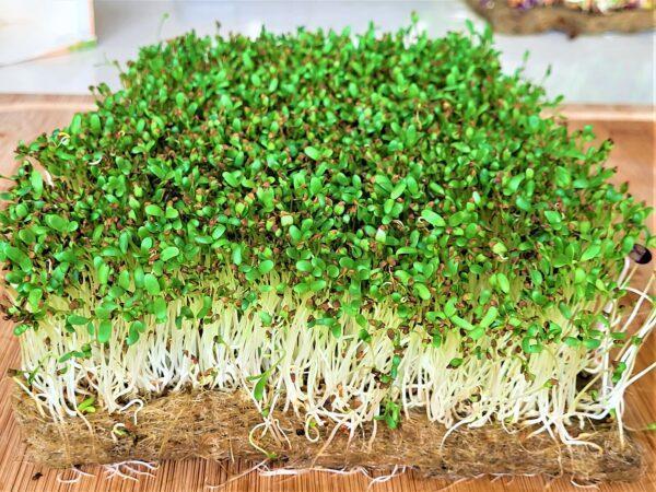 5 Recharges pour culture de micro-pousses d'alfalfa