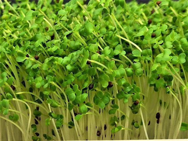 5 Recharges pour culture de micro-pousses d'alfalfa